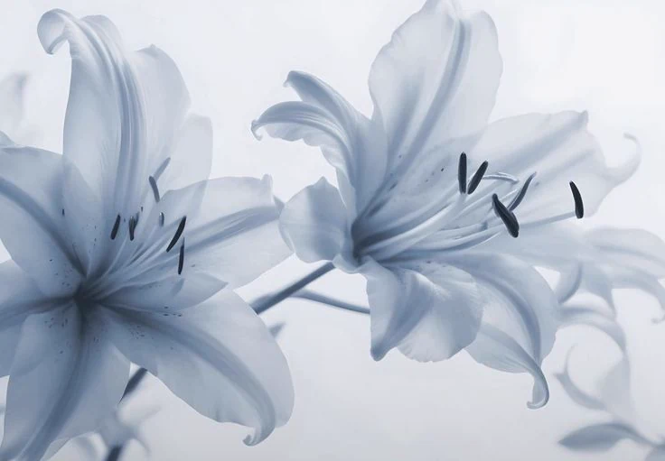 Escena serena y luminosa que acompaña visualmente la sección de contacto de mimo.